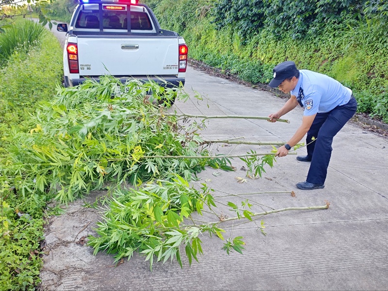 火眼金睛!巡逻民警偶遇野生大麻,当场铲除 火眼金睛!巡逻民警偶遇野生大麻,当场铲除