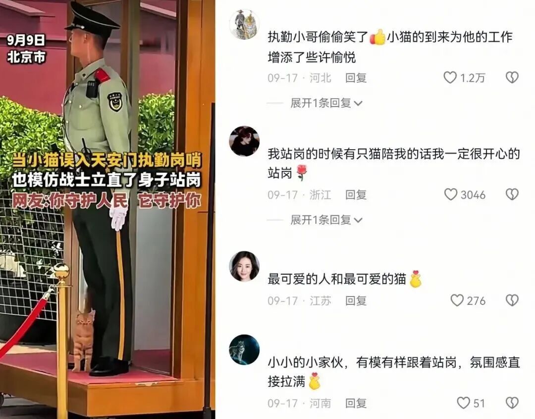 国庆假期,天安门执勤点的那只猫又来了! 国庆假期,天安门执勤点的那只猫又来了!
