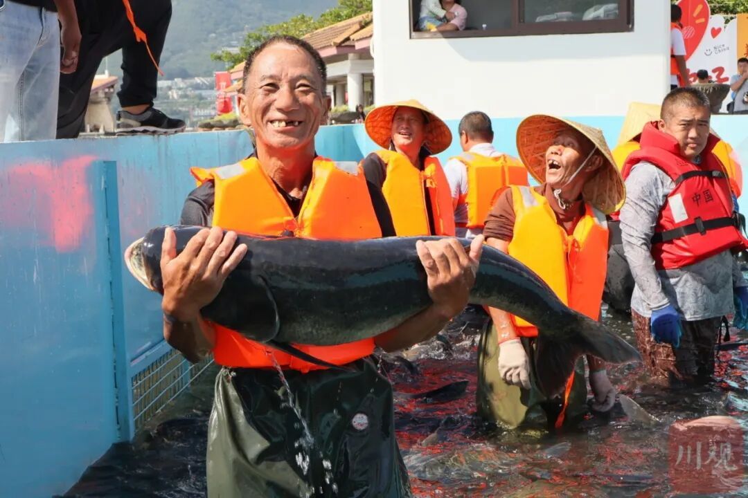 西昌邛海开海了!“鱼王”重68斤,拍出9.8万元 西昌邛海开海了!“鱼王”重68斤,拍出9.8万元