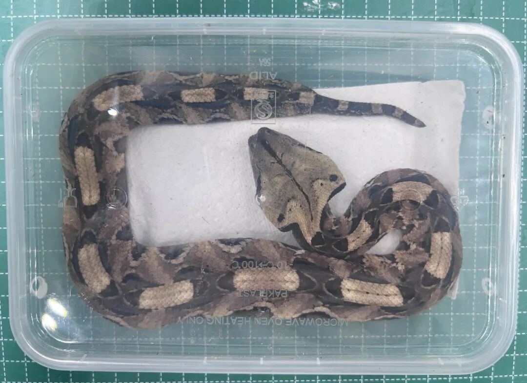 广东珠海拱北口岸一男子带13条活蛇4条蜥蜴进境被查,其中有2条是剧毒蛇,国内无专门的该类抗蛇毒血清,一旦被咬伤,致残、致死风险高 广东珠海拱北口岸一男子带13条活蛇4条蜥蜴进境被查,其中有2条是剧毒蛇,国内无专门的该类抗蛇毒血清,一旦被咬伤,致残、致死风险高