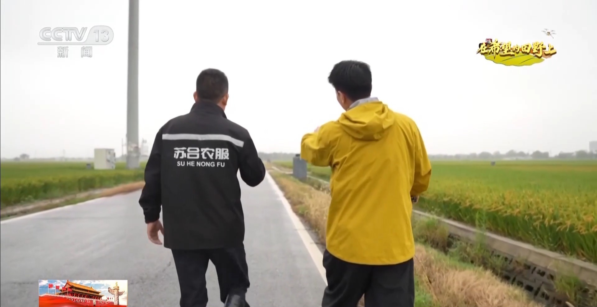 体长仅1毫米的稻飞虱怎么防？AI眼镜给稻田精准“把脉”