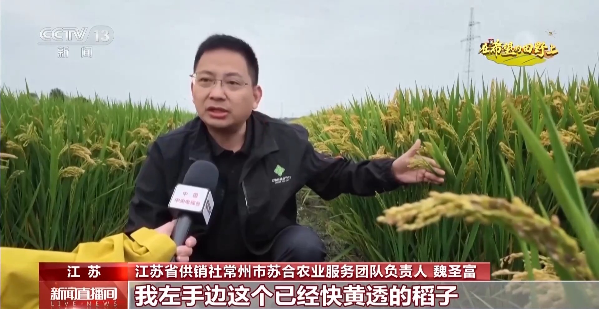 体长仅1毫米的稻飞虱怎么防？AI眼镜给稻田精准“把脉”