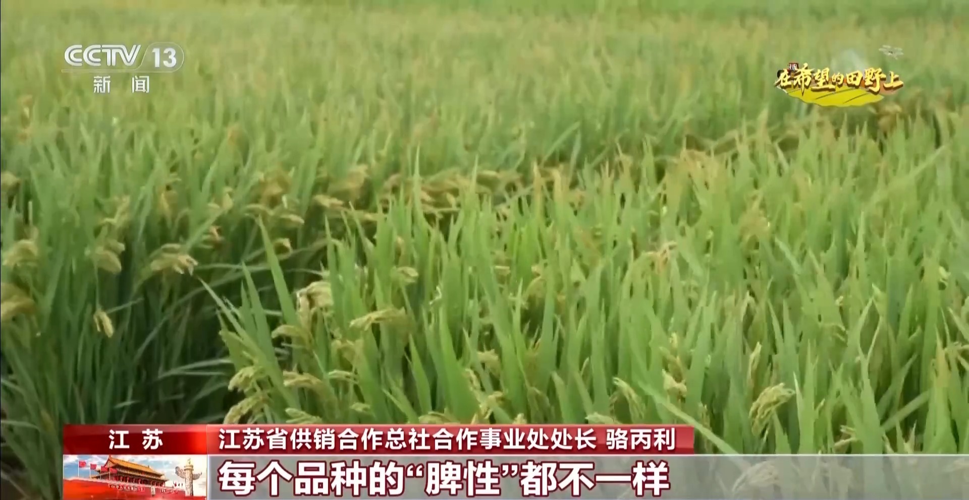 体长仅1毫米的稻飞虱怎么防？AI眼镜给稻田精准“把脉”