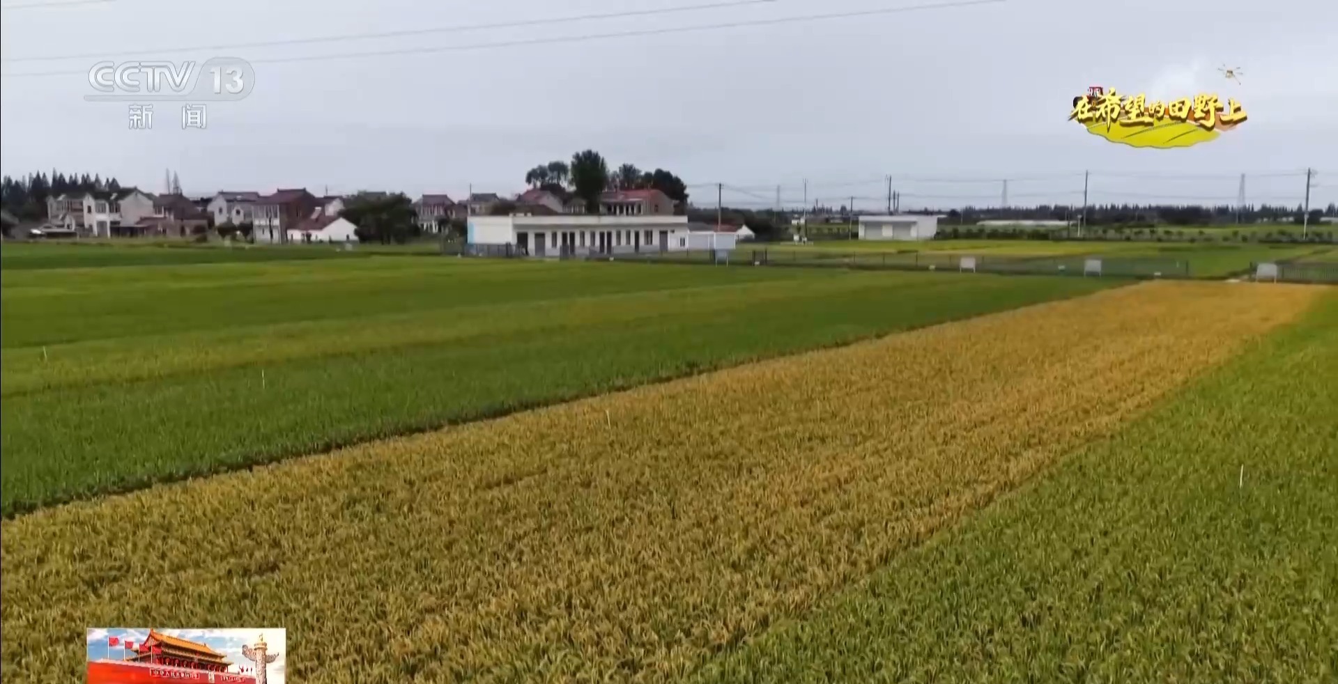 体长仅1毫米的稻飞虱怎么防？AI眼镜给稻田精准“把脉”