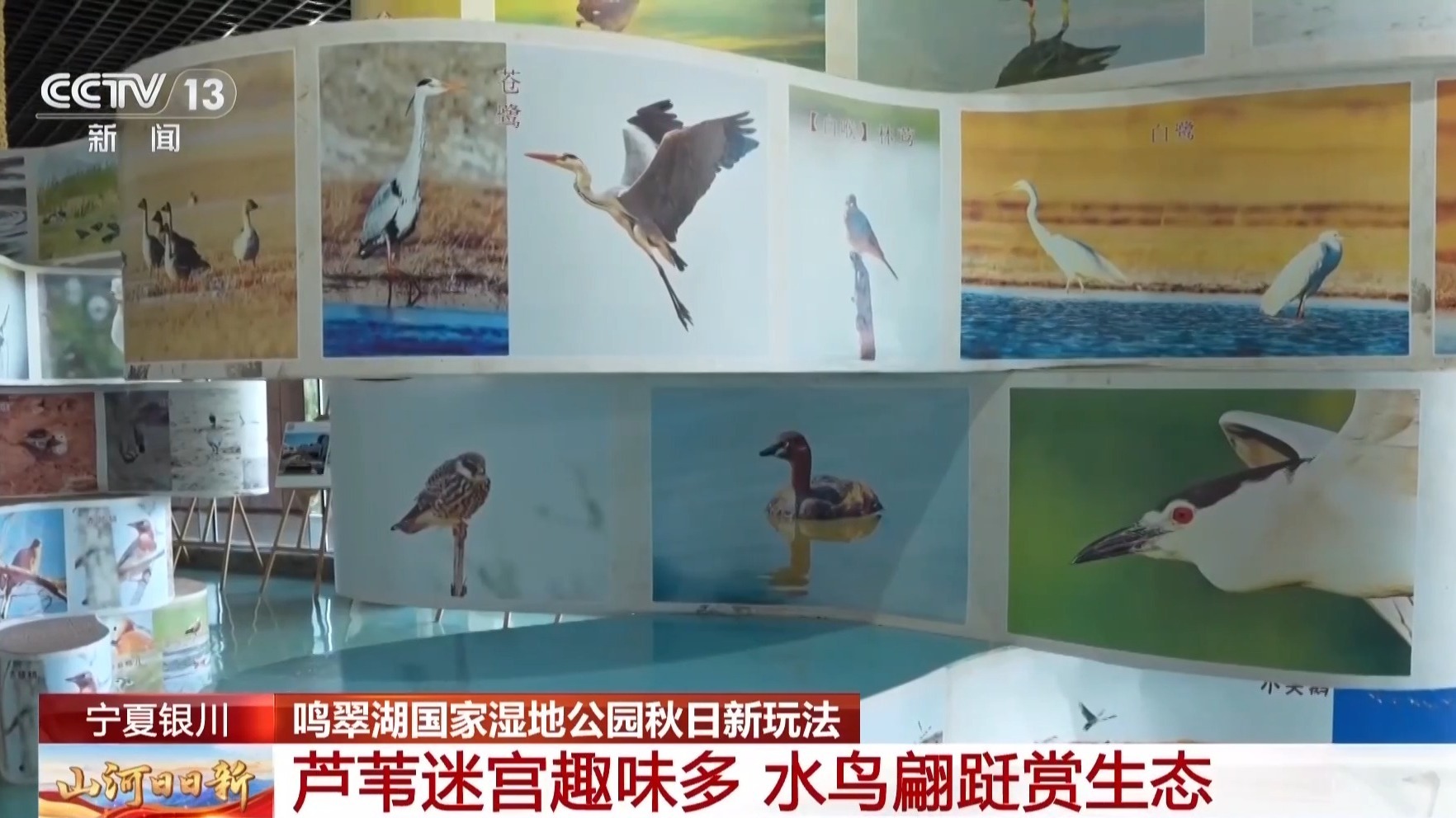 芦苇迷宫、萌宠乐园……来宁夏银川解锁秋日湿地新玩法 芦苇迷宫、萌宠乐园……来宁夏银川解锁秋日湿地新玩法