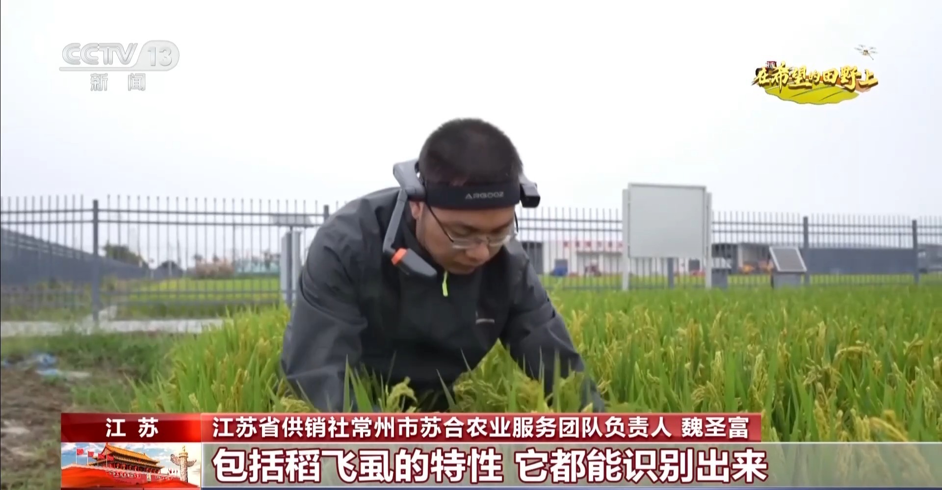 体长仅1毫米的稻飞虱怎么防？AI眼镜给稻田精准“把脉”