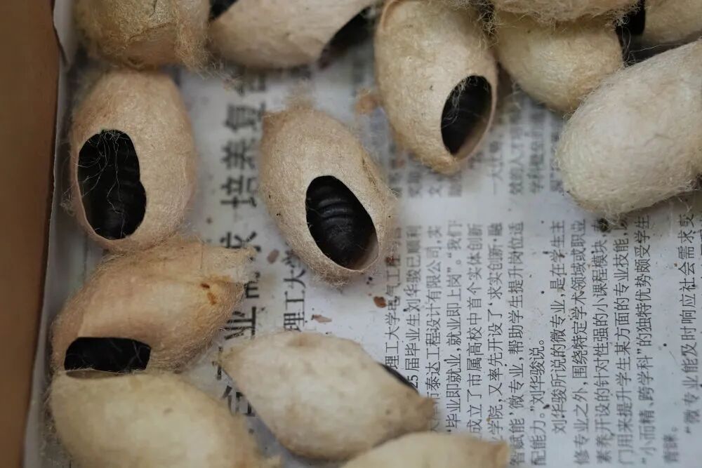 3天抓了37斤!“毛毛虫”为啥这么多? 3天抓了37斤!“毛毛虫”为啥这么多?