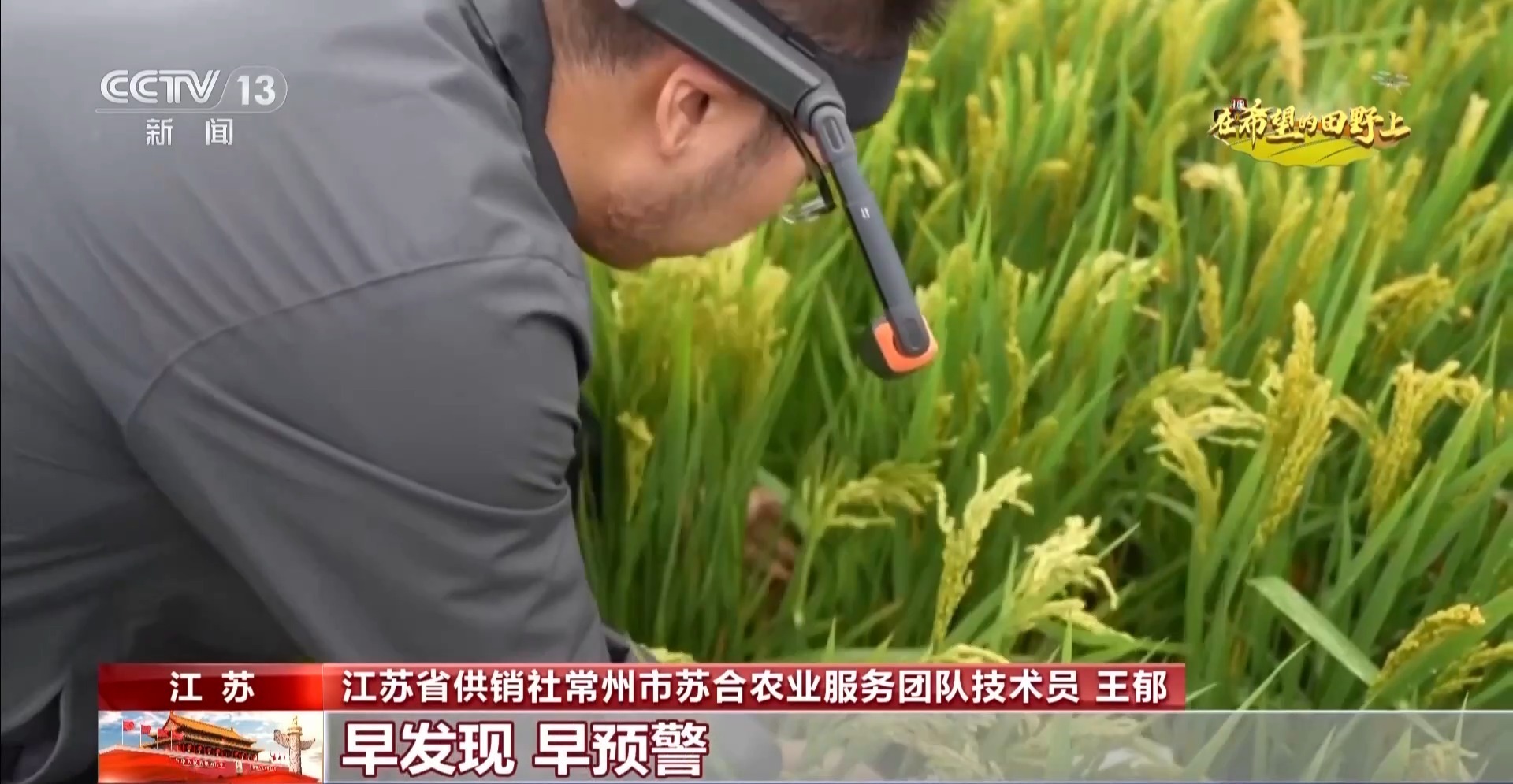 体长仅1毫米的稻飞虱怎么防？AI眼镜给稻田精准“把脉”