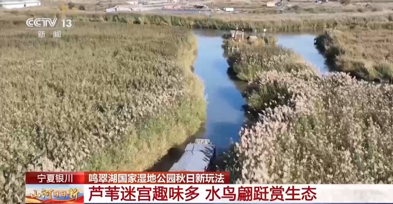 芦苇迷宫、萌宠乐园……来宁夏银川解锁秋日湿地新玩法 芦苇迷宫、萌宠乐园……来宁夏银川解锁秋日湿地新玩法