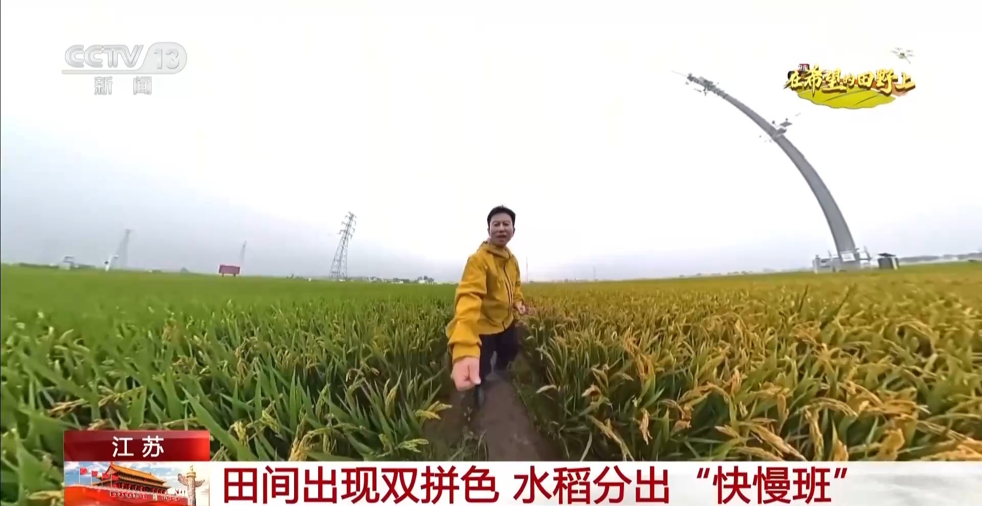 体长仅1毫米的稻飞虱怎么防？AI眼镜给稻田精准“把脉”