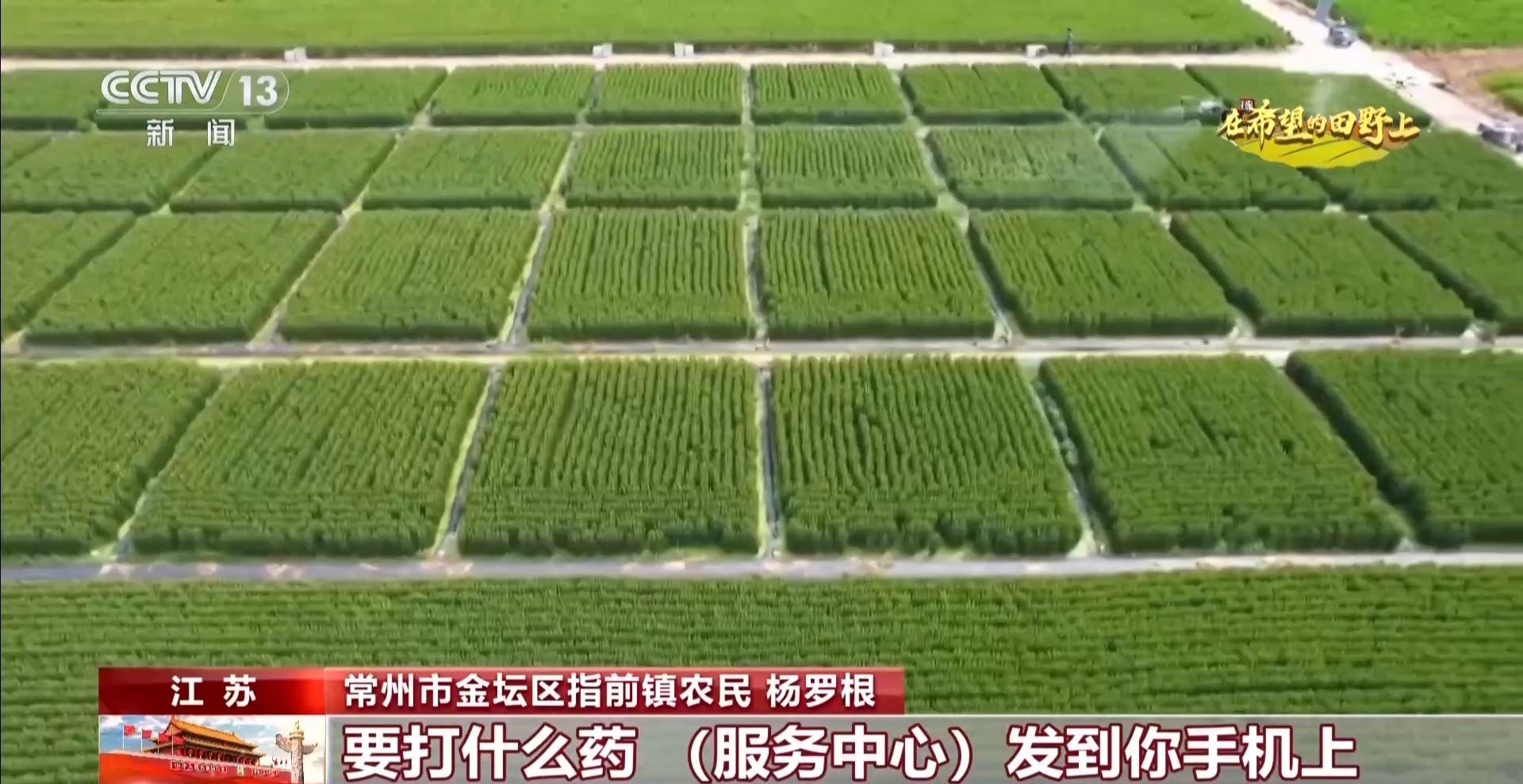 体长仅1毫米的稻飞虱怎么防？AI眼镜给稻田精准“把脉”