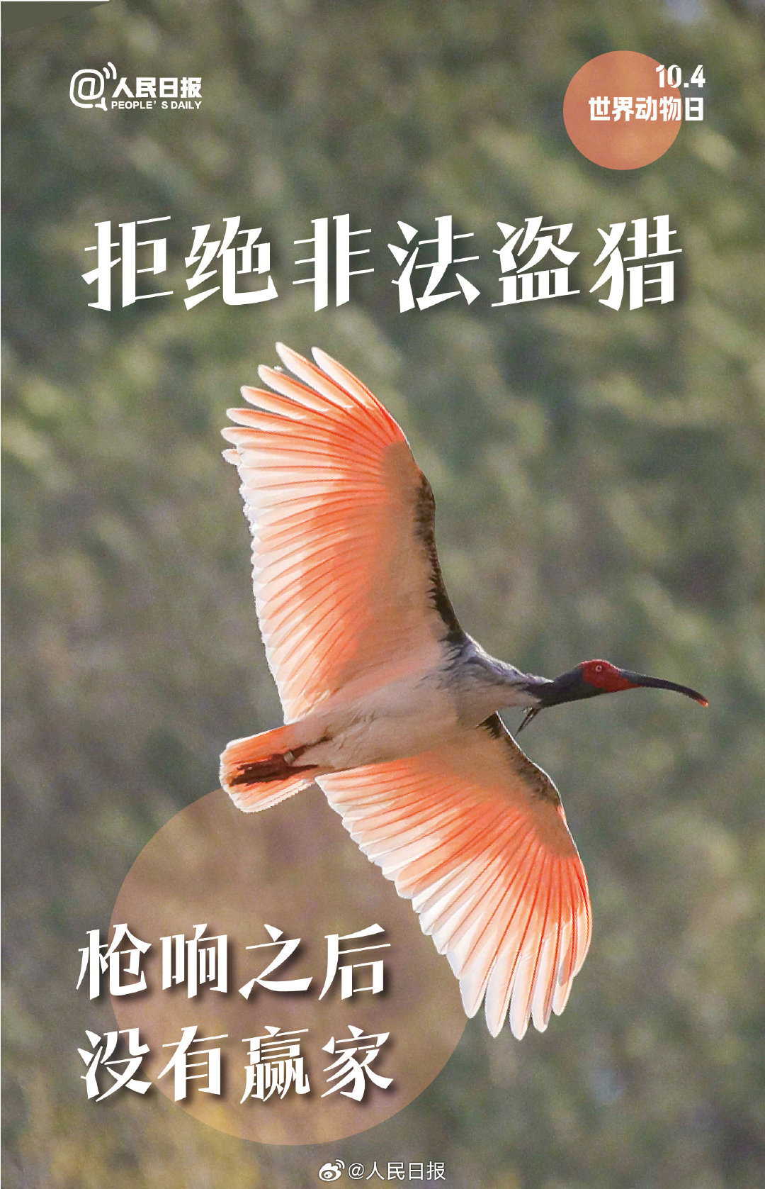 今天是世界动物日，每一个生灵都值得好好被对待