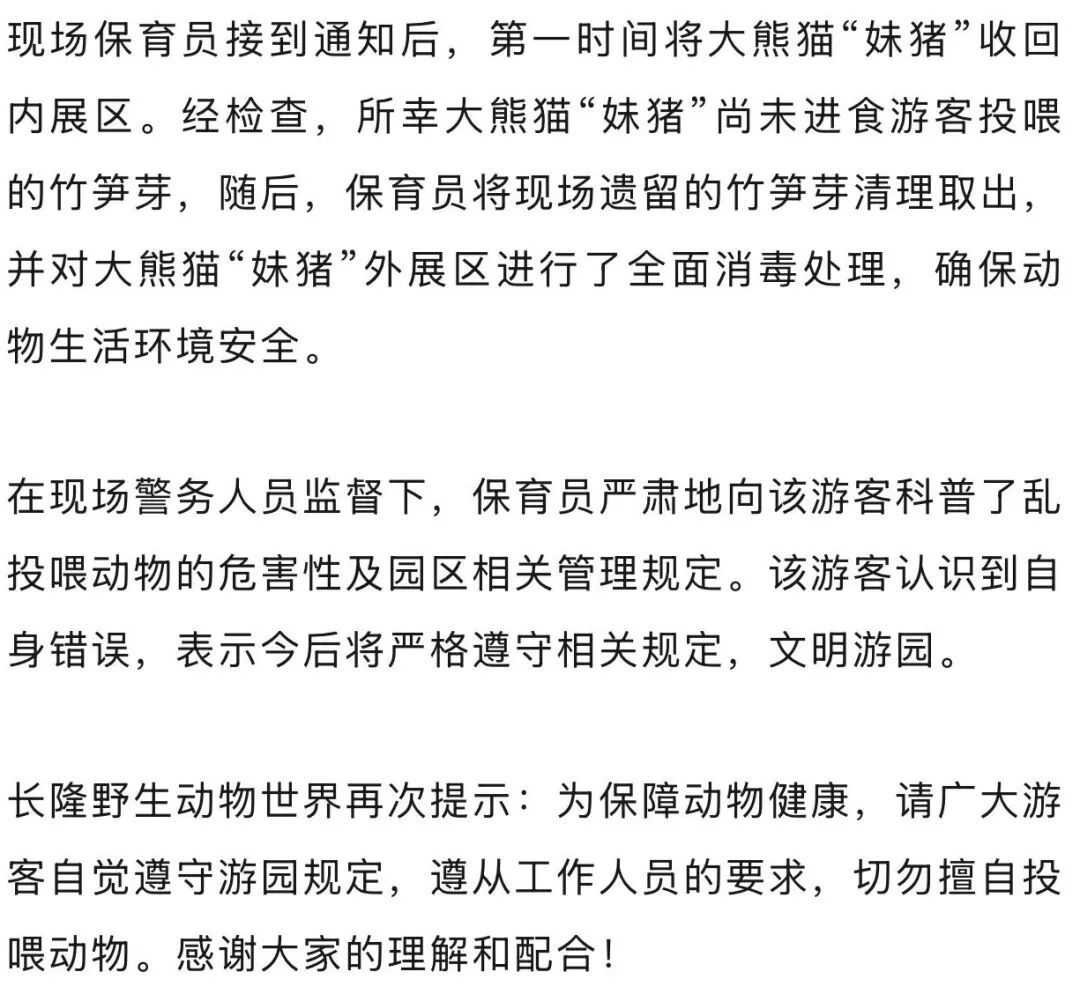 游客在绿化带采摘竹笋芽,并扔向大熊猫,广州长隆:“妹猪”没有吃 游客在绿化带采摘竹笋芽,并扔向大熊猫,广州长隆:“妹猪”没有吃