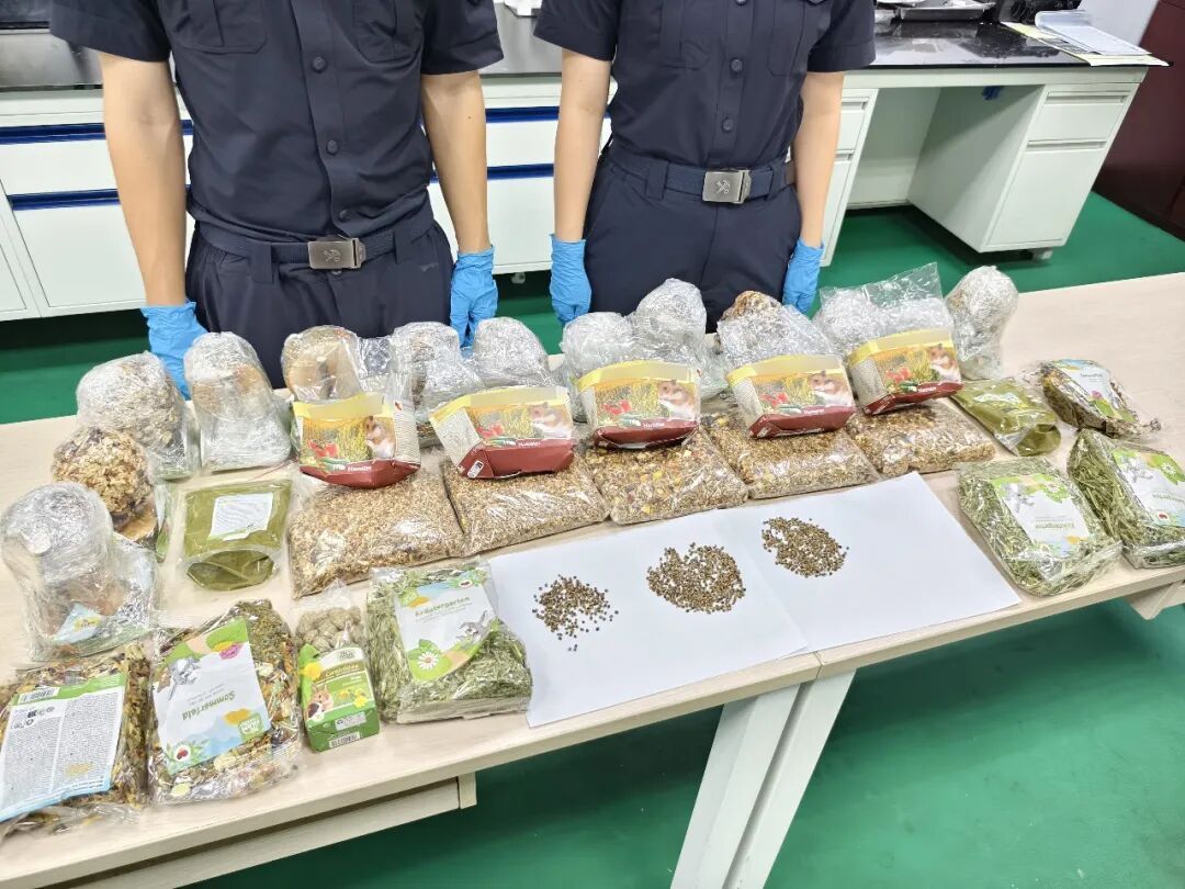 总有人想害仓鼠!仓鼠粮里藏大麻种子,被海关查获;总数超500粒,重29克 总有人想害仓鼠!仓鼠粮里藏大麻种子,被海关查获;总数超500粒,重29克