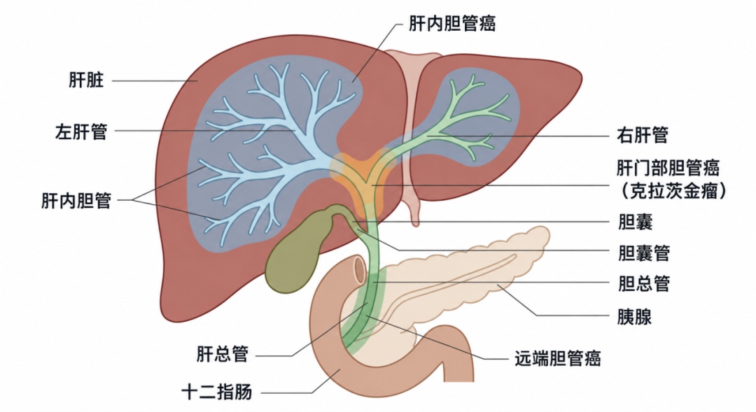 你只是尝一口鲜,它却可能在你体内住上10年,劝你一口别吃 你只是尝一口鲜,它却可能在你体内住上10年,劝你一口别吃