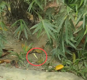 游客在绿化带采摘竹笋芽,并扔向大熊猫,广州长隆:“妹猪”没有吃 游客在绿化带采摘竹笋芽,并扔向大熊猫,广州长隆:“妹猪”没有吃