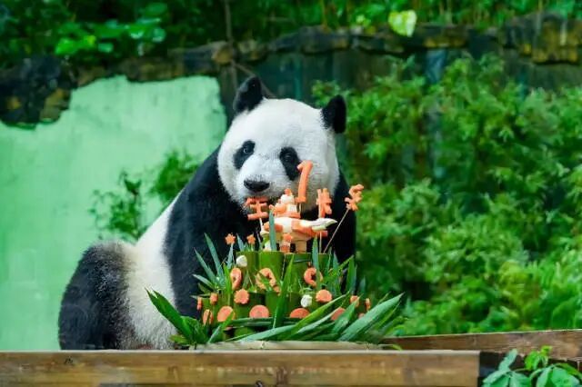 游客在绿化带采摘竹笋芽,并扔向大熊猫,广州长隆:“妹猪”没有吃 游客在绿化带采摘竹笋芽,并扔向大熊猫,广州长隆:“妹猪”没有吃