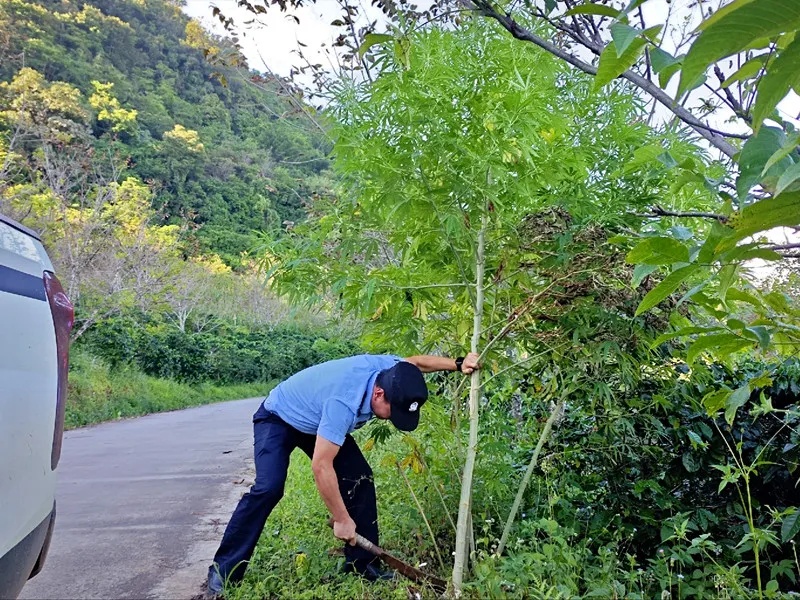 巡逻民警偶遇这种野生植物,当场铲除! 巡逻民警偶遇这种野生植物,当场铲除!