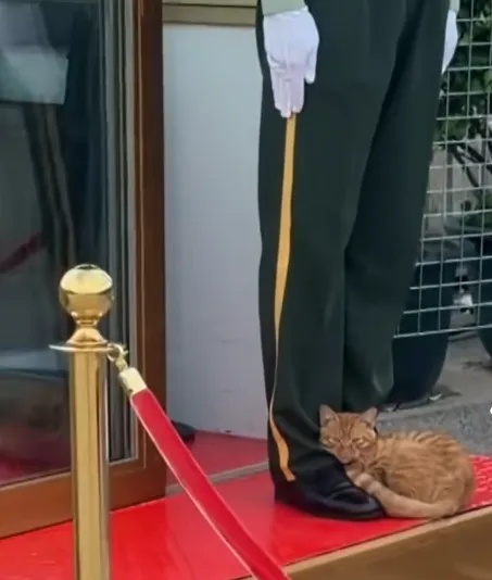国庆假期,天安门执勤点的小猫又来了! 国庆假期,天安门执勤点的小猫又来了!