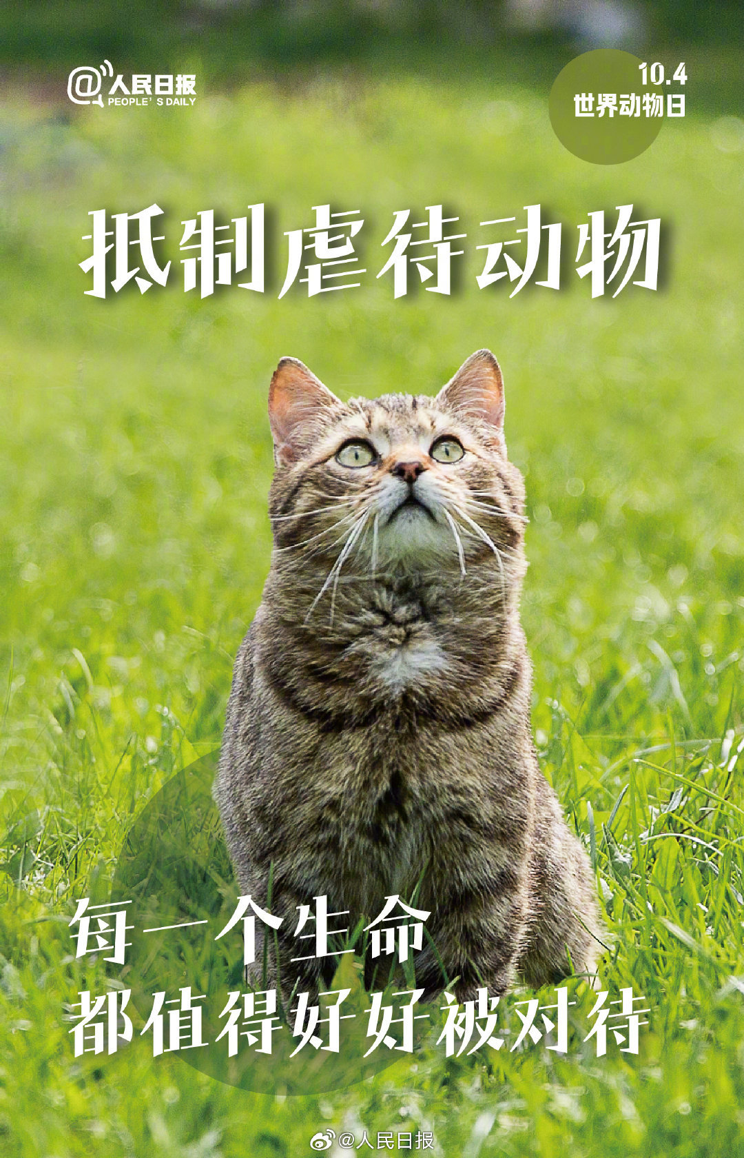 今天是世界动物日，每一个生灵都值得好好被对待