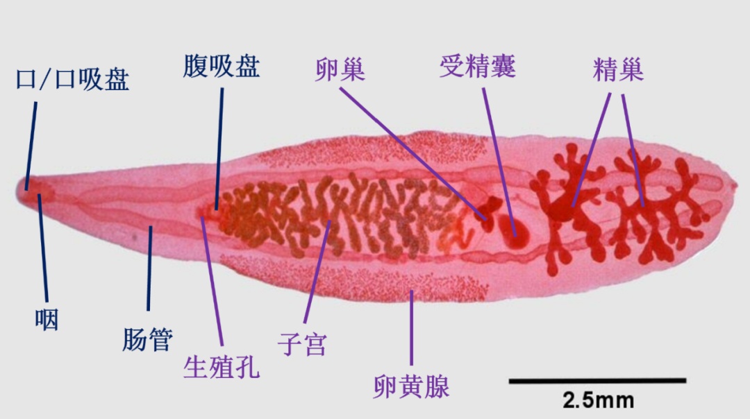 这个,劝你一口别吃! 这个,劝你一口别吃!