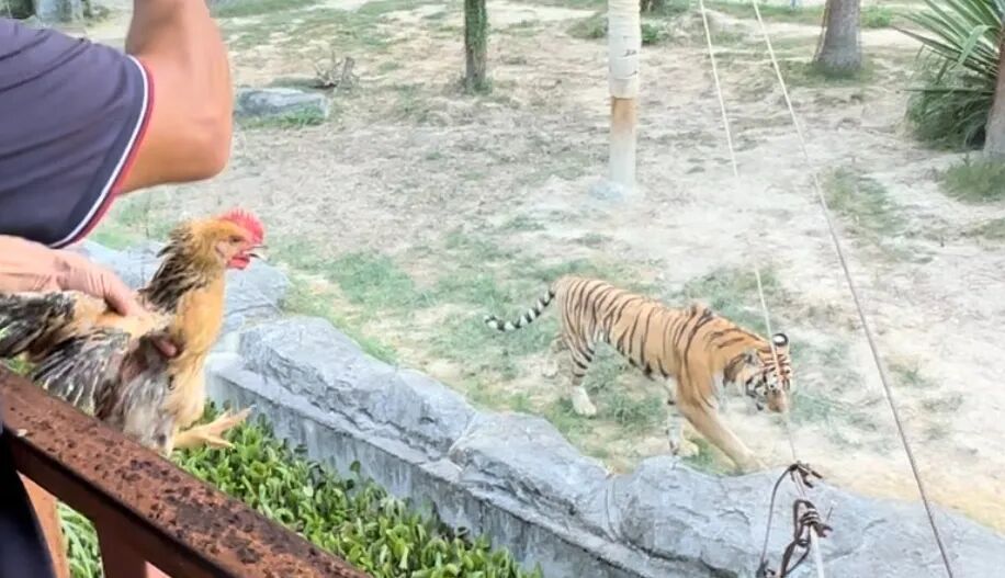 福建一动物园活体投喂引争议:60元卖活鸡让猛兽撕咬,有未成年人围观 福建一动物园活体投喂引争议:60元卖活鸡让猛兽撕咬,有未成年人围观