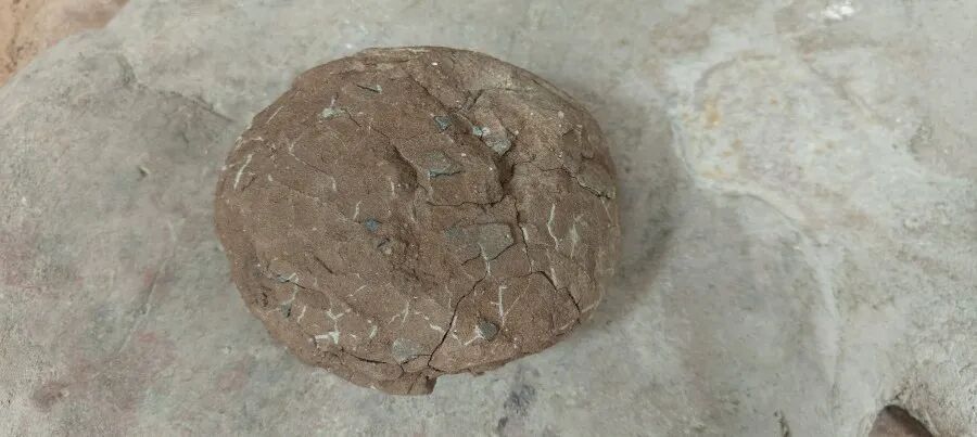 广东一12岁小孩哥假期在老家玩耍时,发现花坛中有恐龙蛋化石 广东一12岁小孩哥假期在老家玩耍时,发现花坛中有恐龙蛋化石