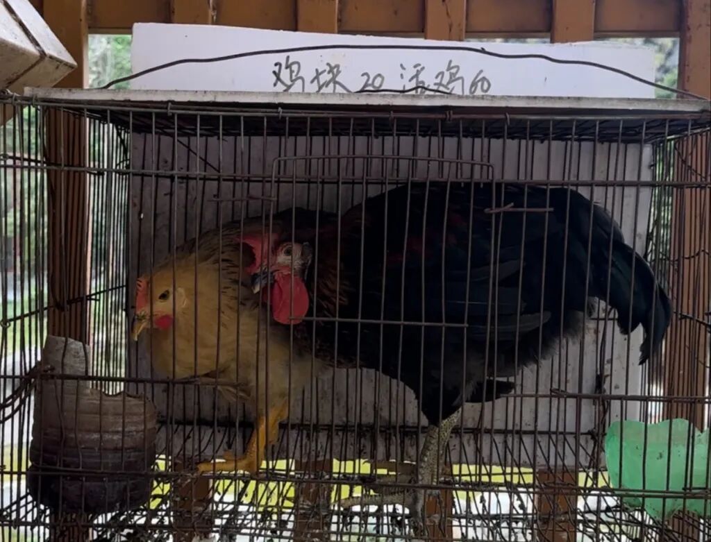 福建一动物园活体投喂引争议:60元卖活鸡让猛兽撕咬,有未成年人围观 福建一动物园活体投喂引争议:60元卖活鸡让猛兽撕咬,有未成年人围观