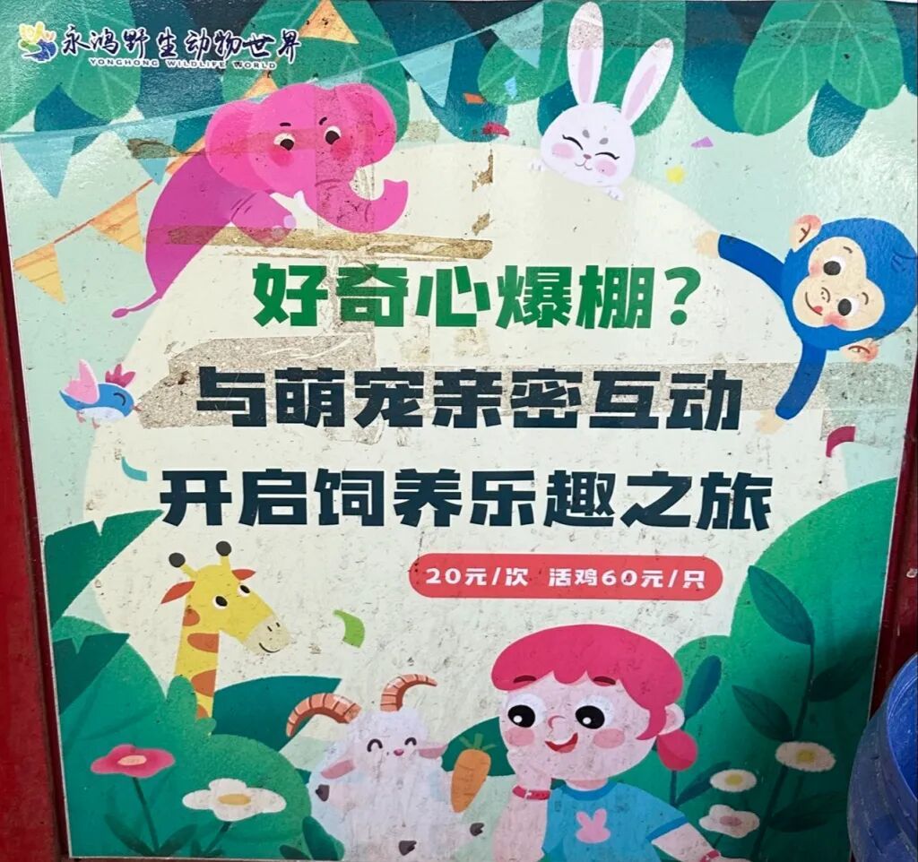 福建一动物园活体投喂引争议:60元卖活鸡让猛兽撕咬,有未成年人围观 福建一动物园活体投喂引争议:60元卖活鸡让猛兽撕咬,有未成年人围观