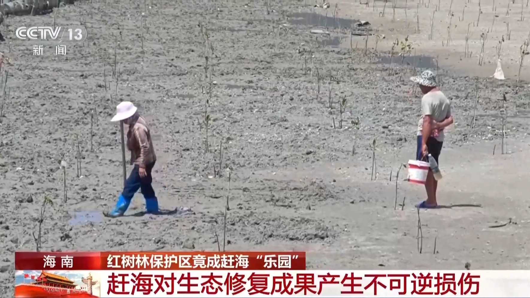 地笼泛滥 红树林保护区竟成赶海“乐园”!记者调查 地笼泛滥 红树林保护区竟成赶海“乐园”!记者调查