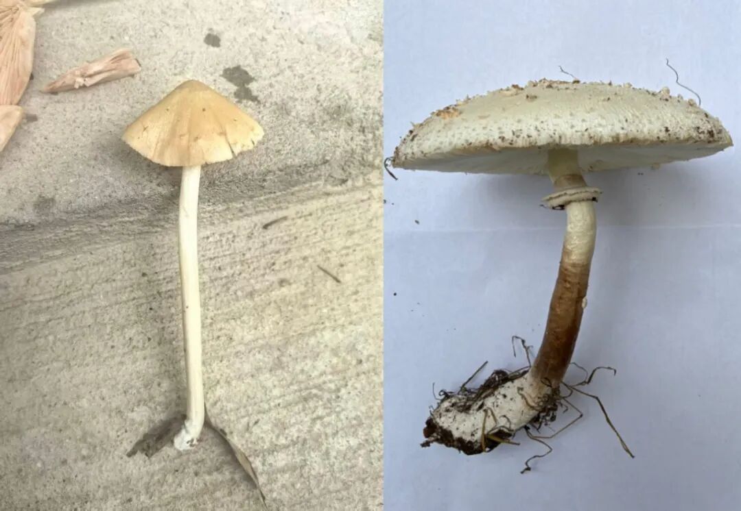 警惕!福建已发生多起!有这些症状一定要去医院,一起吃的人都要去 警惕!福建已发生多起!有这些症状一定要去医院,一起吃的人都要去