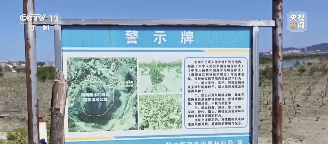地笼泛滥!海南红树林保护区成赶海“乐园”?专家:对生态修复成果产生不可逆的损伤 地笼泛滥!海南红树林保护区成赶海“乐园”?专家:对生态修复成果产生不可逆的损伤