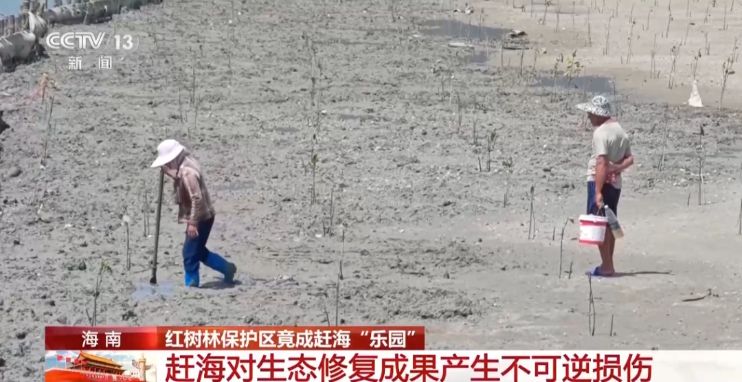 地笼泛滥!海南红树林保护区成赶海“乐园”?专家:对生态修复成果产生不可逆的损伤 地笼泛滥!海南红树林保护区成赶海“乐园”?专家:对生态修复成果产生不可逆的损伤