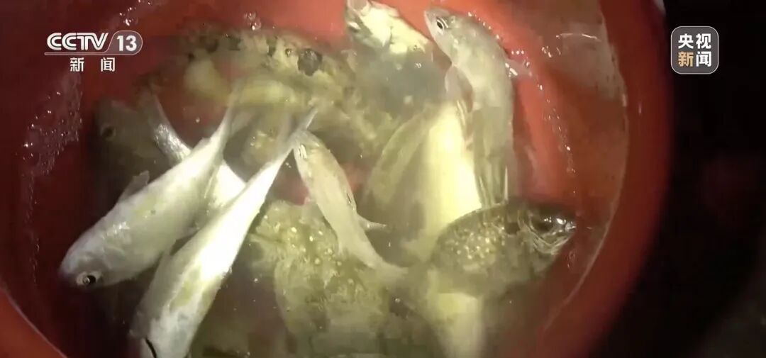 地笼泛滥!海南红树林保护区成赶海“乐园”?专家:对生态修复成果产生不可逆的损伤 地笼泛滥!海南红树林保护区成赶海“乐园”?专家:对生态修复成果产生不可逆的损伤