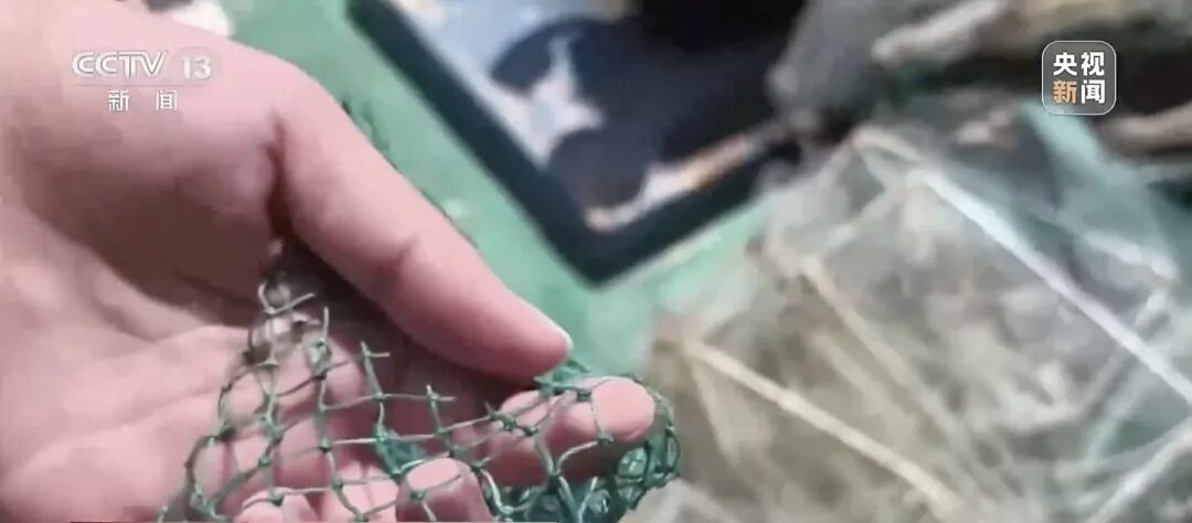 地笼泛滥!海南红树林保护区成赶海“乐园”?专家:对生态修复成果产生不可逆的损伤 地笼泛滥!海南红树林保护区成赶海“乐园”?专家:对生态修复成果产生不可逆的损伤