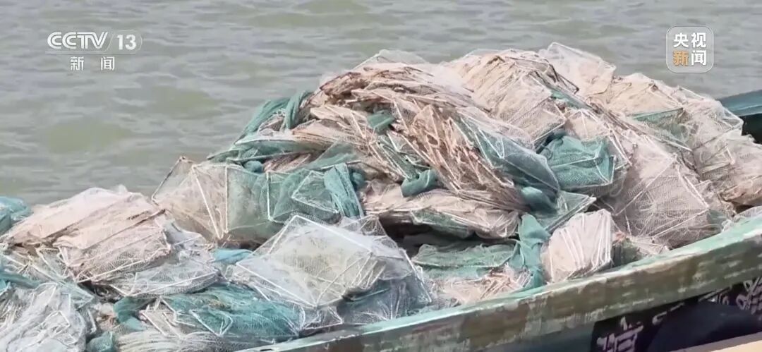 地笼泛滥!海南红树林保护区成赶海“乐园”?专家:对生态修复成果产生不可逆的损伤 地笼泛滥!海南红树林保护区成赶海“乐园”?专家:对生态修复成果产生不可逆的损伤