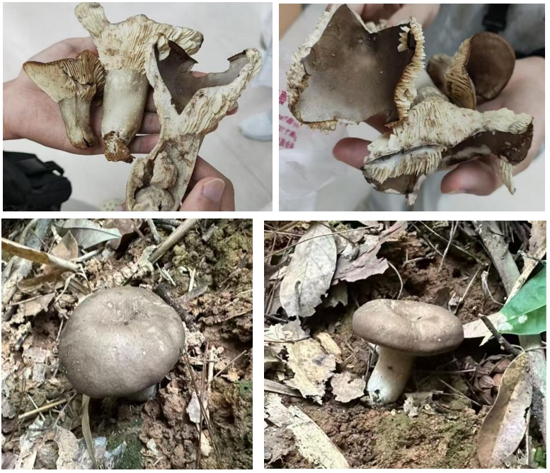 警惕!福建已发生多起!有这些症状一定要去医院,一起吃的人都要去 警惕!福建已发生多起!有这些症状一定要去医院,一起吃的人都要去