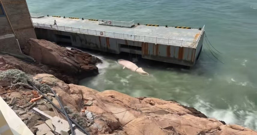 浙江舟山海边出现鲸鱼尸体引发关注,当地:应为自然死亡,随海浪漂来,已派人去查看 浙江舟山海边出现鲸鱼尸体引发关注,当地:应为自然死亡,随海浪漂来,已派人去查看