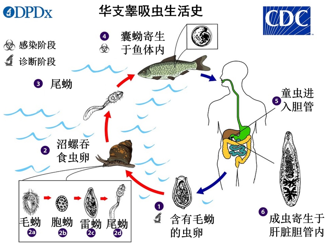 劝你一口别吃:你只是尝一口鲜,它却可能在你体内住上10年! 劝你一口别吃:你只是尝一口鲜,它却可能在你体内住上10年!