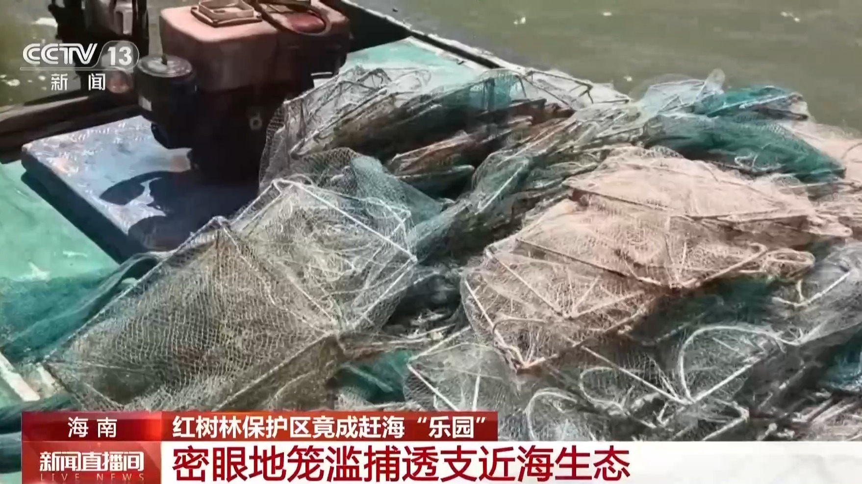 地笼泛滥 红树林保护区竟成赶海“乐园”!记者调查 地笼泛滥 红树林保护区竟成赶海“乐园”!记者调查