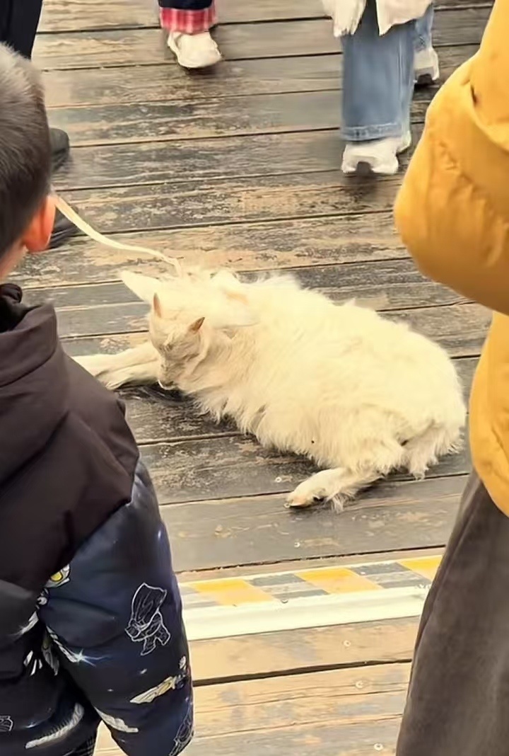 国庆假期内蒙古一景区合影小羊被累瘫?景区回应草场和羊都是牧民的,当地:会核实了解 国庆假期内蒙古一景区合影小羊被累瘫?景区回应草场和羊都是牧民的,当地:会核实了解