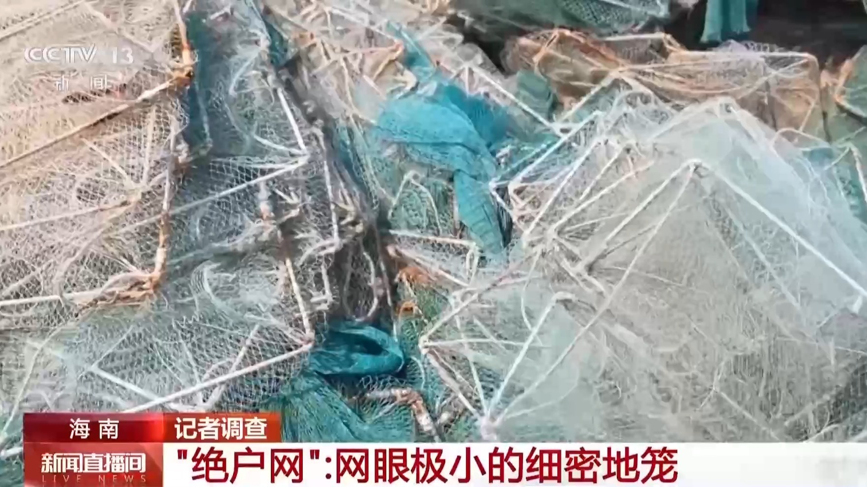 地笼泛滥 红树林保护区竟成赶海“乐园”!记者调查 地笼泛滥 红树林保护区竟成赶海“乐园”!记者调查