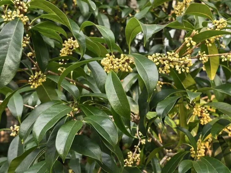 上海已入秋!申城第一波桂花香你闻到了吗? 上海已入秋!申城第一波桂花香你闻到了吗?