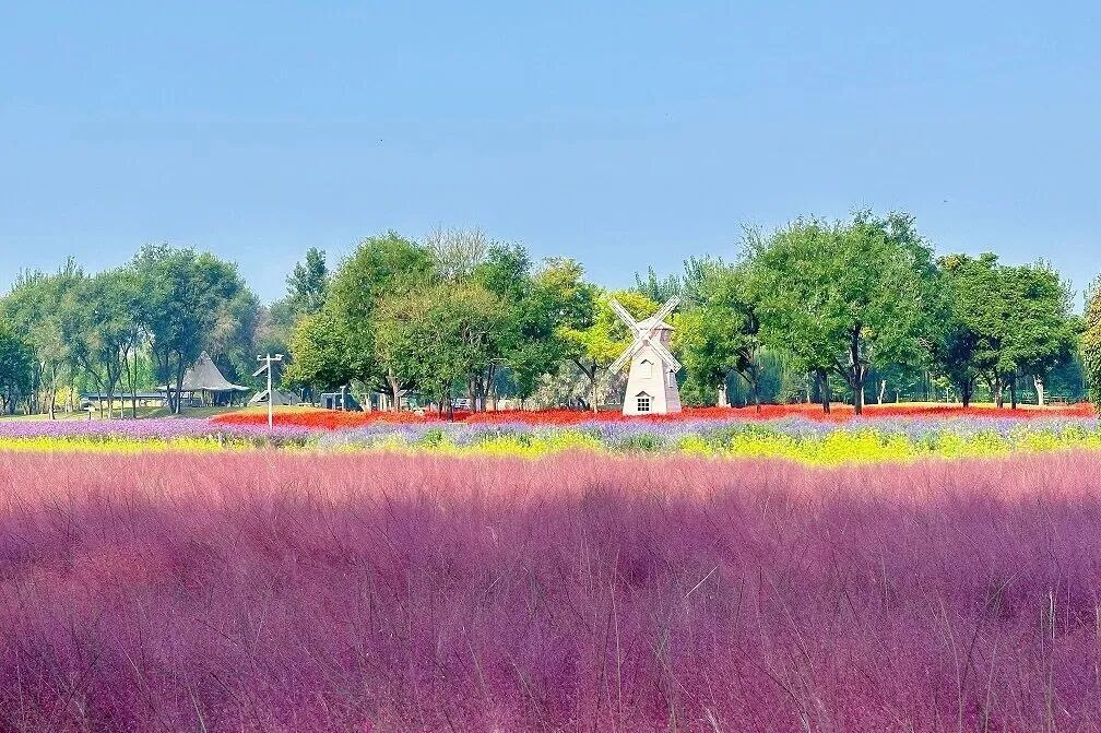 当前北京正值最佳观赏期! 当前北京正值最佳观赏期!