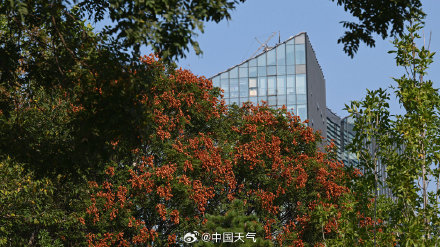 寒露 至 北京秋花带露