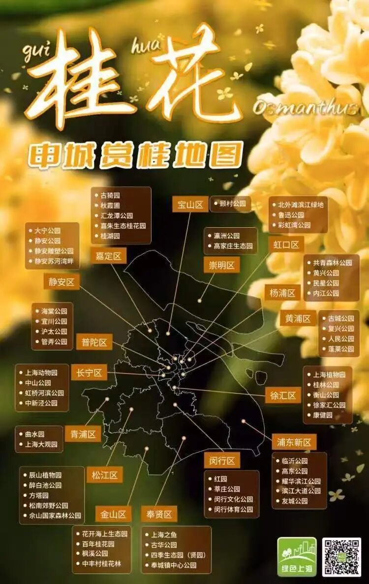 上海已入秋!申城第一波桂花香你闻到了吗? 上海已入秋!申城第一波桂花香你闻到了吗?