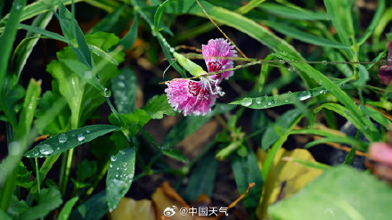 寒露 至 北京秋花带露