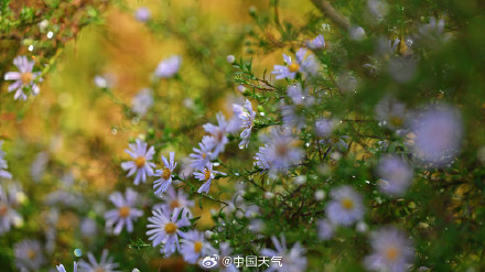 寒露 至 北京秋花带露