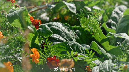 寒露 至 北京秋花带露