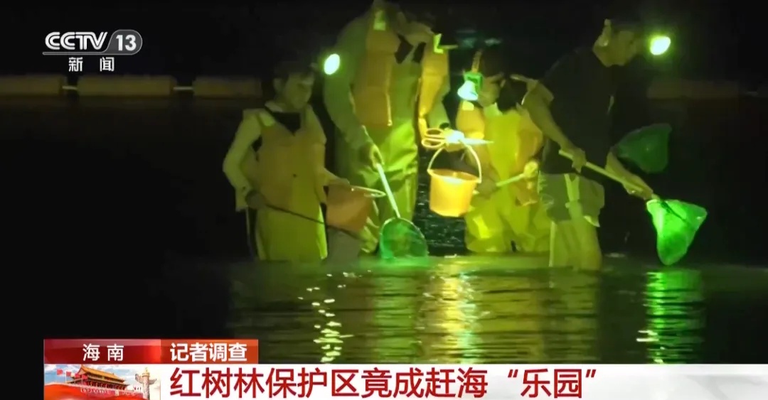 红树林保护区竟成赶海“乐园”?被曝光后,三亚启动整治! 红树林保护区竟成赶海“乐园”?被曝光后,三亚启动整治!